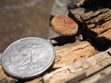 Heliocybe sulcata image