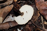 Foraminispora rugosa image