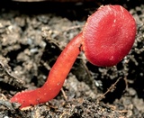 Hygrocybe firma image