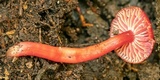 Hygrocybe firma image