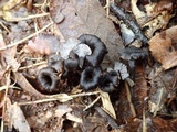 Craterellus boyacensis image
