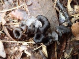 Craterellus boyacensis image