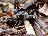 Craterellus boyacensis image