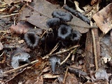 Craterellus boyacensis image