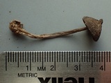 Nolanea clandestina var. clandestina image