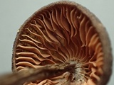 Nolanea clandestina var. clandestina image