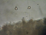 Nolanea clandestina var. clandestina image