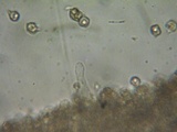 Nolanea clandestina var. clandestina image