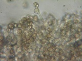 Nolanea clandestina var. clandestina image