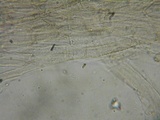 Nolanea clandestina var. clandestina image