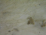 Nolanea clandestina var. clandestina image