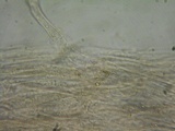 Nolanea clandestina var. clandestina image
