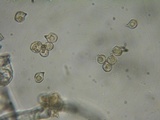 Nolanea clandestina var. clandestina image