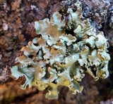 Flavopunctelia soredica image