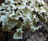 Flavopunctelia soredica image