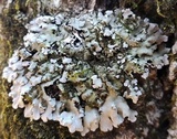 Physconia leucoleiptes image
