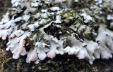 Physconia leucoleiptes image