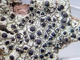 Rinodina bolanderi image