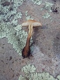 Pholiota brunnescens image
