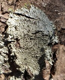 Hyperphyscia syncolla image