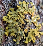 Oxneria fallax image
