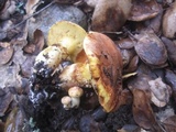 Suillus ponderosus image