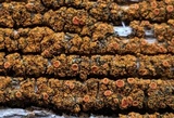 Caloplaca microphyllina image