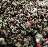 Cladonia incrassata image
