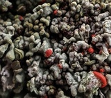 Cladonia incrassata image