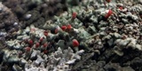 Cladonia incrassata image