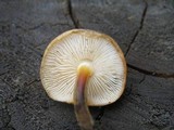 Flammulina populicola image