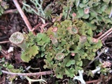 Cladonia pyxidata image