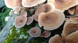 Panus lecomtei image