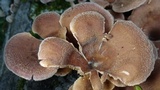 Panus lecomtei image