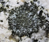 Phaeophyscia sciastra image