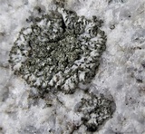 Phaeophyscia sciastra image