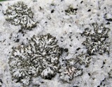 Phaeophyscia sciastra image