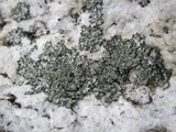Phaeophyscia sciastra image