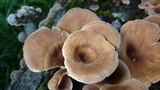 Panus lecomtei image