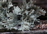 Ramalina americana image
