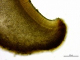 Stromatinia rapulum image