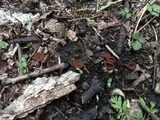 Stromatinia rapulum image
