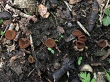 Stromatinia rapulum image