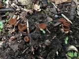 Stromatinia rapulum image