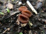 Stromatinia rapulum image