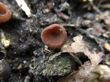 Stromatinia rapulum image