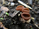 Stromatinia rapulum image