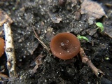 Stromatinia rapulum image