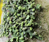 Phaeophyscia pusilloides image