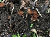 Stromatinia rapulum image